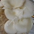Oyster mushrooms in Islamabad