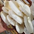 Oyster mushrooms in Islamabad