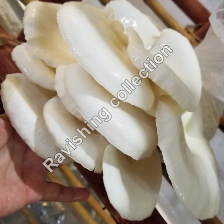 Oyster mushrooms in Islamabad