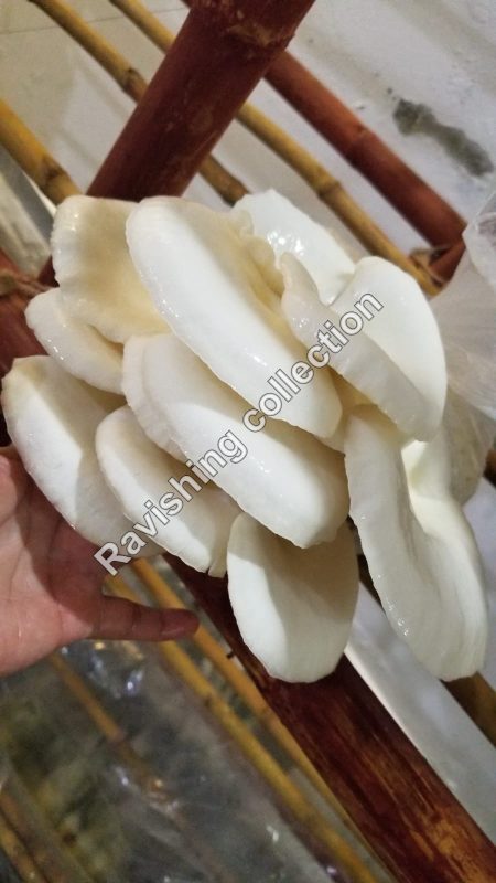 Oyster mushrooms in Islamabad