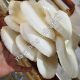 Save Electricity: Top AC/DC Fans at Madina Fans Islamabad Oyster mushrooms in Islamabad