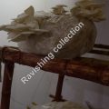 Oyster mushrooms in Islamabad