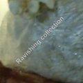 Oyster mushrooms in Islamabad